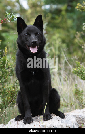 Australian Kelpie Hund / Erwachsene sitzen auf einem Felsen Stockfoto