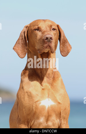 Magyar Vizsla Hund / ungarische Zeiger kurzhaarigen adult Porträt Stockfoto