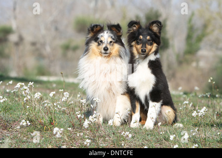 Shetland Sheepdog Hund / Sheltie / Erwachsene und Welpen sitzen auf einer Wiese Stockfoto