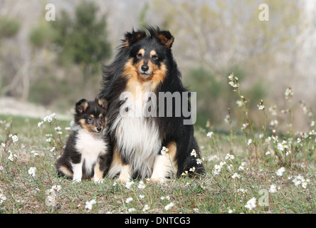 Shetland Sheepdog Hund / Sheltie / Erwachsene und Welpen sitzen auf einer Wiese Stockfoto