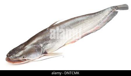 South Asian Boal Fische auf weißem Hintergrund Stockfoto