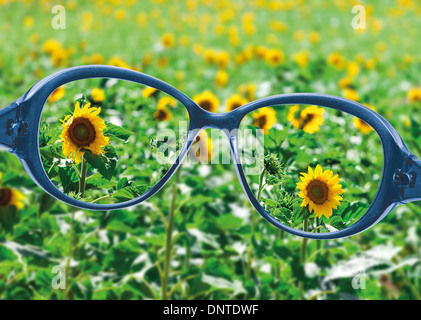 Blick vom Lesen Brillen auf schöne Natur, gesunde Sehkraft Konzept Stockfoto