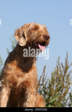 Magyar Vizsla Hund / Ungarisch Zeiger Drahthaar / Erwachsene Porträt Stockfoto