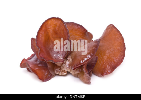 Der Jude Ohr Pilz isoliert auf weiss. Stockfoto