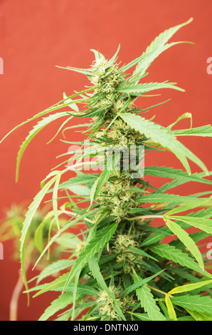 Anbau von Marihuana-Pflanze mit roten Hintergrund Stockfoto