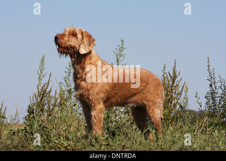 Magyar Vizsla Hund / ungarische Wirehaired Zeiger / Erwachsenen stehen auf einer Wiese Stockfoto