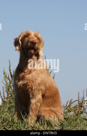 Magyar Vizsla Hund / ungarische Wirehaired Zeiger / Erwachsene sitzen auf einer Wiese Stockfoto