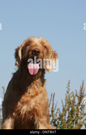 Magyar Vizsla Hund / Ungarisch Zeiger Drahthaar / Erwachsene Porträt Stockfoto