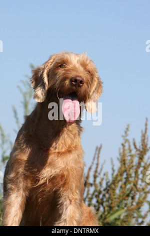 Magyar Vizsla Hund / Ungarisch Zeiger Drahthaar / Erwachsene Porträt Stockfoto