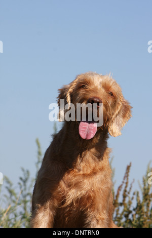 Magyar Vizsla Hund / Ungarisch Zeiger Drahthaar / Erwachsene Porträt Stockfoto