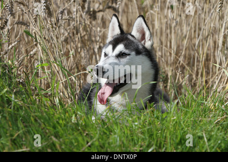 Hund, Siberian Husky / Erwachsene liegen in einem Feld Stockfoto