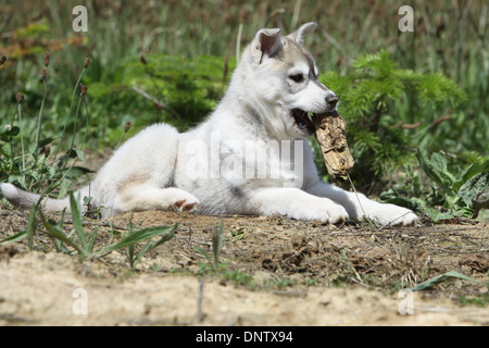 Siberian Husky Hund / Welpe mit einem Stock im Maul in einem Feld Stockfoto