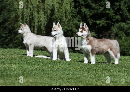 Siberian Husky Hund / drei Welpen in einem Garten Stockfoto