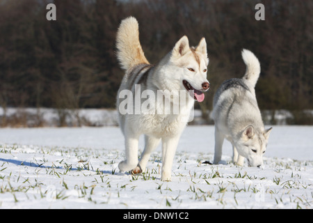 Siberian Husky Hund / 2 Erwachsene, Wandern im Schnee Stockfoto