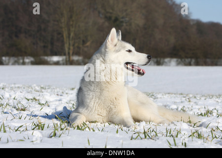 Hund, Siberian Husky / Erwachsene im Schnee liegen Stockfoto