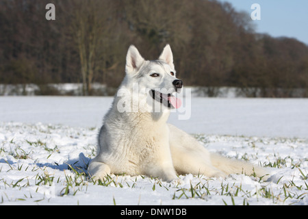 Hund, Siberian Husky / Erwachsene im Schnee liegen Stockfoto