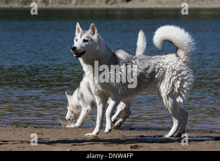 Siberian Husky Hund / zwei Erwachsene stehen in einem See Stockfoto