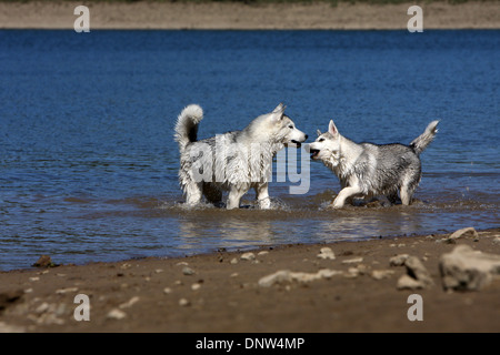 Siberian Husky Hund / zwei Erwachsene in einem See spielen Stockfoto