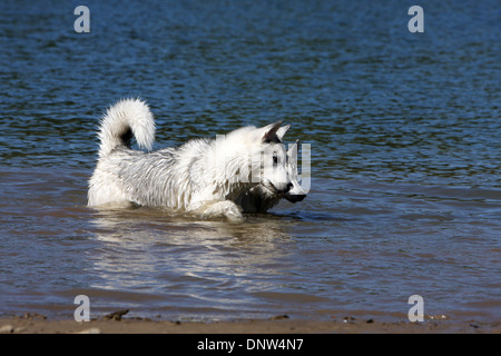 Siberian Husky Hund / zwei Erwachsene in einem See Stockfoto