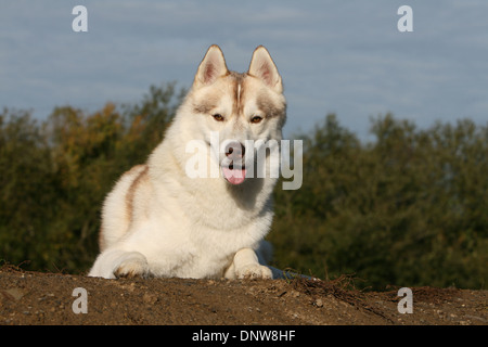 Hund, Siberian Husky / Erwachsene in einer Wiese liegen Stockfoto