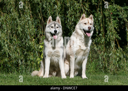 Siberian Husky Hund / zwei Erwachsene sitzen in einem Garten Stockfoto