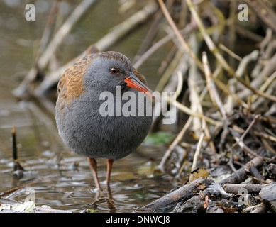 Wasser-Schiene - Rallus Aquaticus im Wasser auf Nahrungssuche Stockfoto