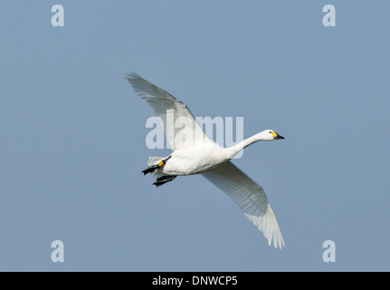 Bewick ´s Schwan oder Tundra-Schwan - Cygnus Bewickii im Flug Stockfoto