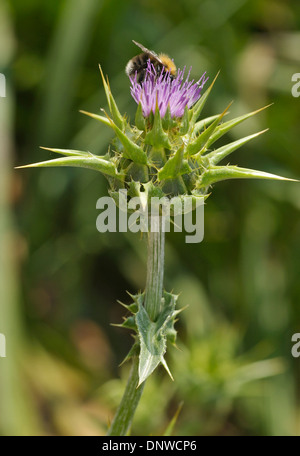 Baum-Bumblebee - Bombus Hypnorum auf Mariendistel - Silybum marianum Stockfoto