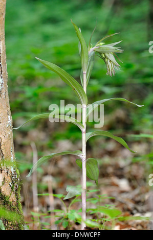 Violette Helleborine - Epipactis Purpurata ungeöffnete Blütenstand Stockfoto