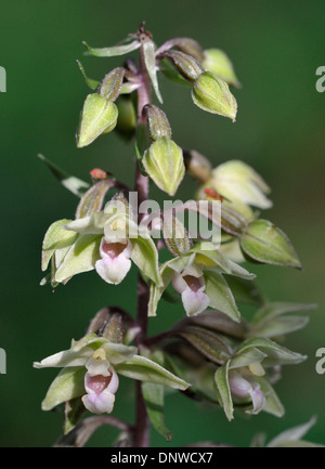 Violette Helleborine - Epipactis Purpurata Nahaufnahme von Blütenstand Stockfoto