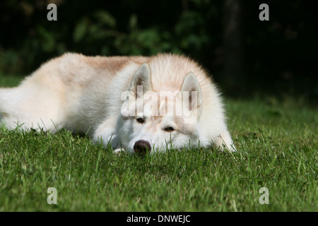 Hund, Siberian Husky / Erwachsene in einer Wiese liegen Stockfoto