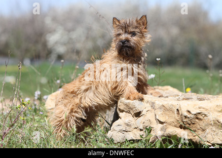 Cairn-Terrier Hund / Welpe auf einem Felsen steht Stockfoto