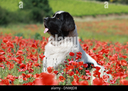 Landseer Hund / Erwachsene sitzen in einem Feld von Mohn Stockfoto