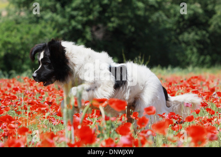Landseer Hund / Erwachsene in einem Feld von Mohn Stockfoto