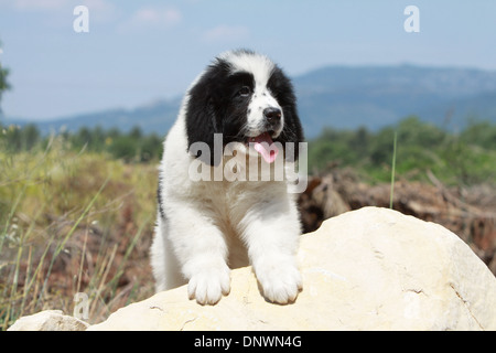 Landseer Hund / Welpe auf einem Felsen steht Stockfoto