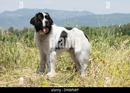 Landseer Hund / Erwachsenen stehen auf einer Wiese Stockfoto