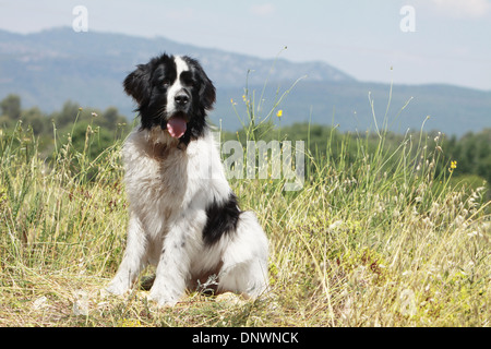 Landseer Hund / Erwachsene sitzen auf einer Wiese Stockfoto