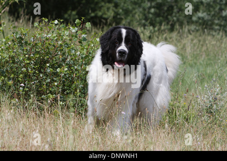 Landseer Hund / Erwachsenen stehen auf einer Wiese Stockfoto