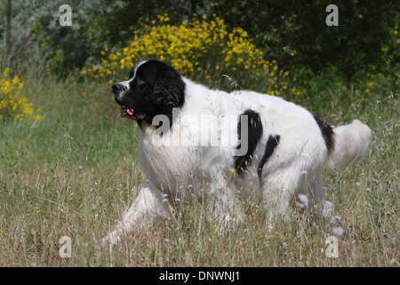 Landseer Hund / Erwachsene zu Fuß auf einer Wiese Stockfoto