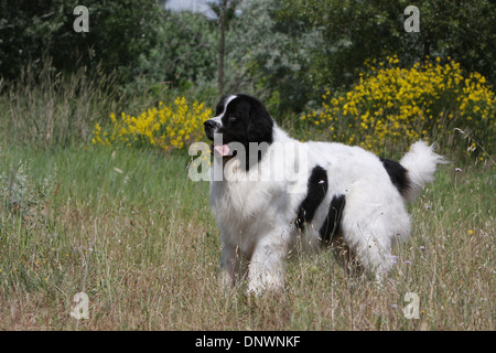 Landseer Hund / Erwachsenen stehen auf einer Wiese Stockfoto