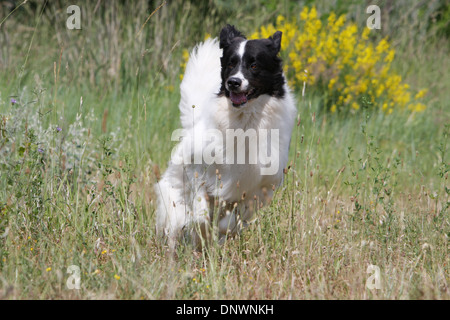 Landseer Hund / Erwachsene laufen auf einer Wiese Stockfoto