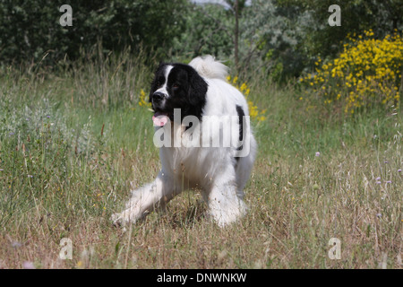 Landseer Hund / Erwachsene laufen auf einer Wiese Stockfoto