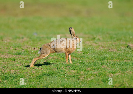 Feldhase (Lepus Europaeus). Manchmal auch bekannt als der Feldhase. Erwachsenen vor dem laufen dehnen Stockfoto