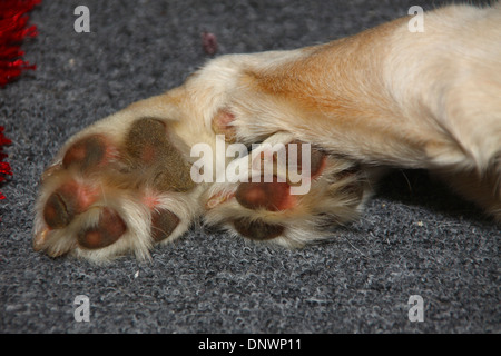 Hund Pfoten nah oben liegend auf Teppich Stockfoto