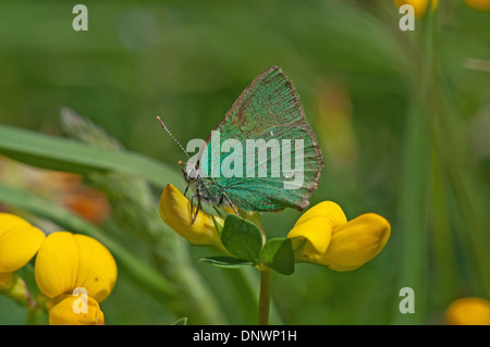 Grüner Zipfelfalter (Callophrys Rubi). Unterseite des einzelnen gehockt Vogel's – Foot Trefoil (Lotus Corniculatus) Stockfoto