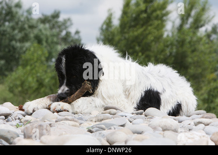 Landseer Hund / Erwachsenen nagt einen Stock auf den Felsen Stockfoto