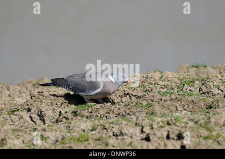 Ringeltaube (Columba Palumbus) auf Futtersuche auf trockenem Boden Stockfoto