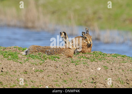 Feldhase (Lepus Europaeus). Manchmal auch bekannt als der Feldhase. Paar im Frühjahr. Stockfoto