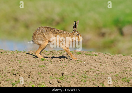 Feldhase (Lepus Europaeus). Manchmal auch bekannt als der Feldhase. Weiblich, langsam Stockfoto