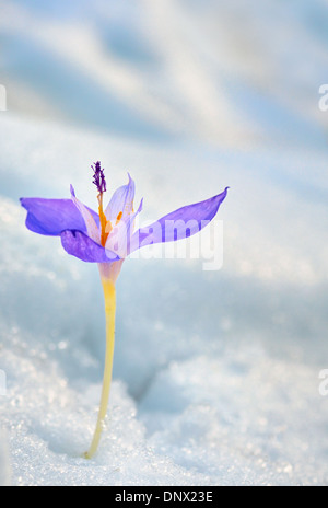 Krokus Blüte im Schnee im Frühling Stockfoto